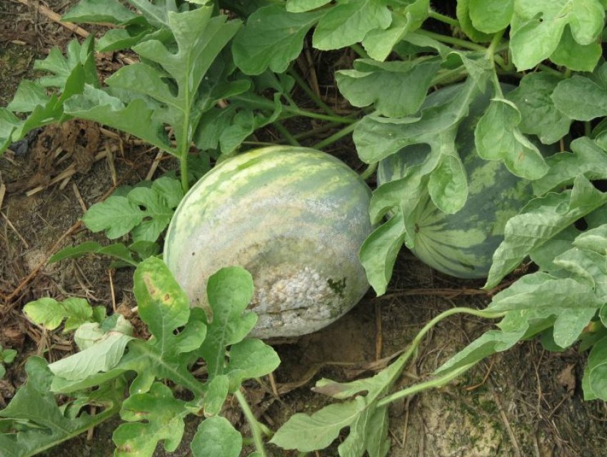 Біла гниль на плід кавуна Біла гниль на плід кавуна