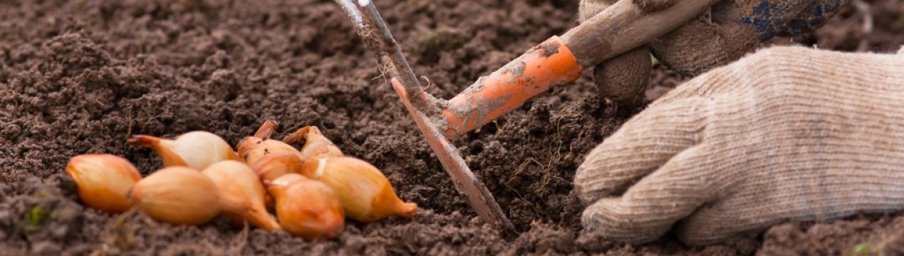 Посадка і догляд за озимим цибулею в домашніх умовах