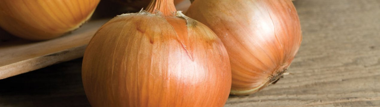 Вирощування і догляд за сортом цибулі Елан