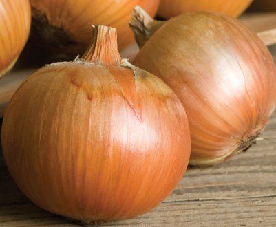 Вирощування і догляд за сортом цибулі Елан