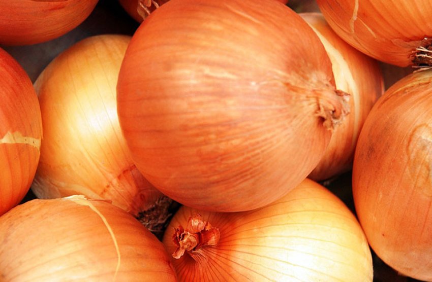 Арзамаський сорт цибулі Арзамаський сорт цибулі