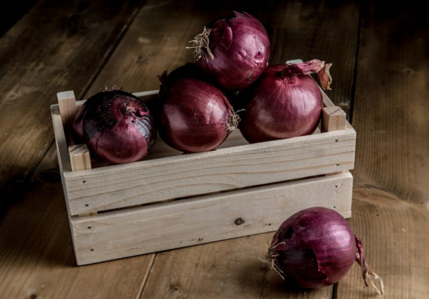 Даниловський озиму цибулю Даниловський озиму цибулю