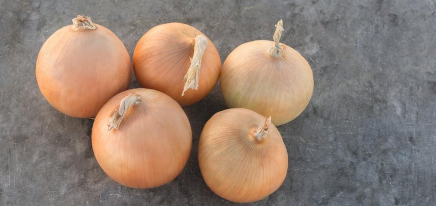 Цибулю Радар Цибулю Радар