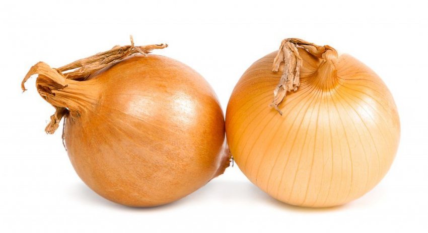 Цибулю Центуріон Цибулю Центуріон