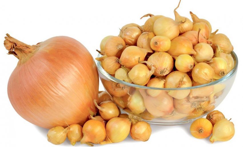 Цибулю Штутгартер Різен Цибулю Штутгартер Різен