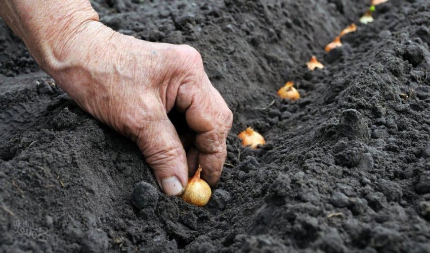 Посадка лука під зиму Посадка лука під зиму