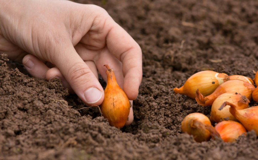 Посадка сіянки Посадка сіянки
