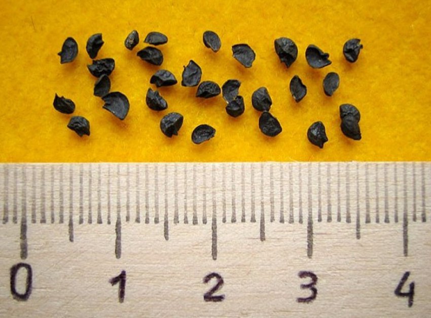 Насіння цибулі Насіння цибулі