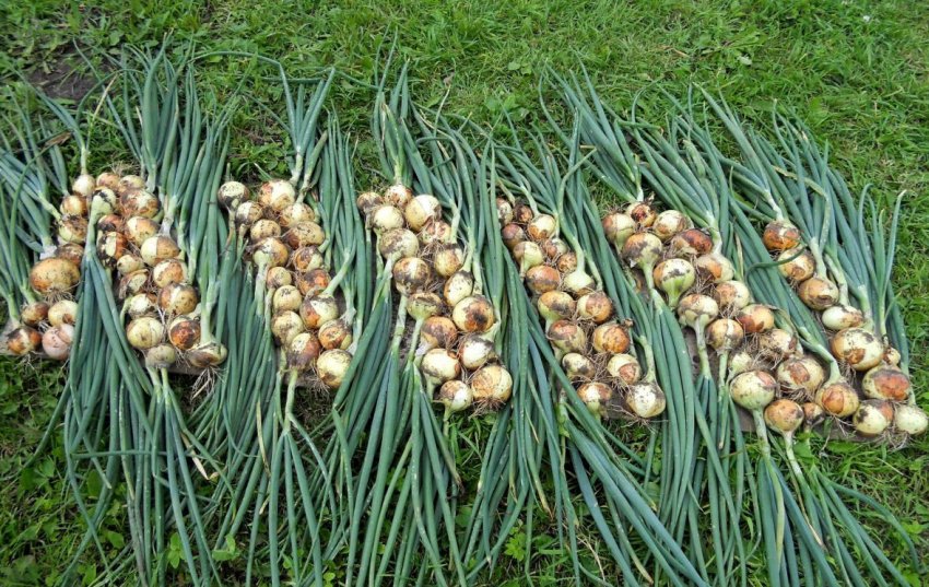 Прибирання озимого цибулі Прибирання озимого цибулі