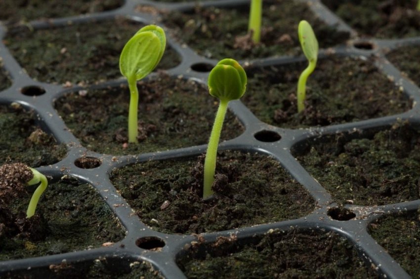 Розсада кавуна Розсада кавуна