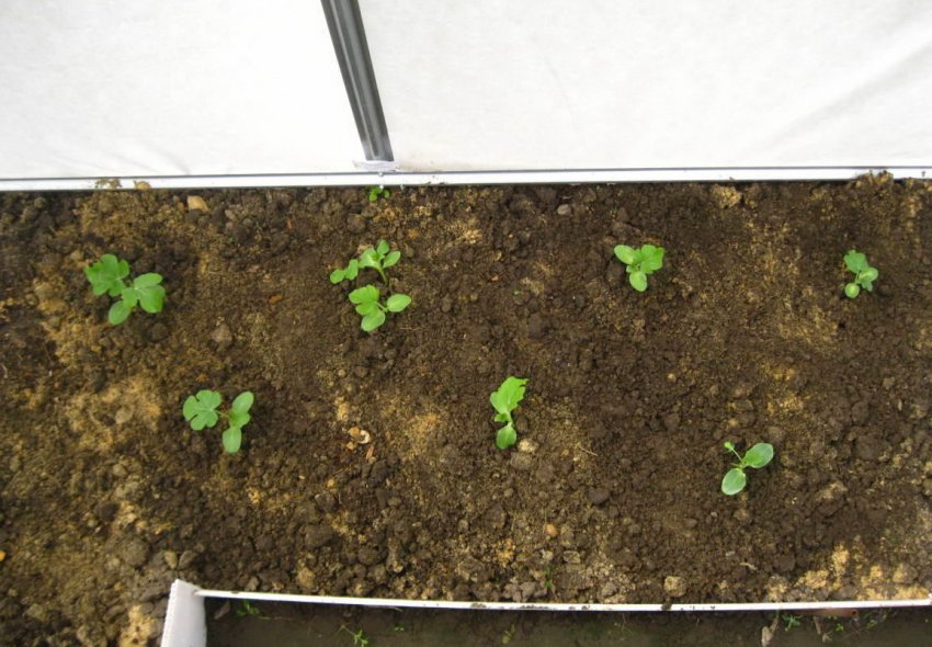 Висадка розсади кавуна Висадка розсади кавуна