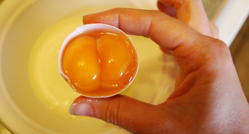 Два желтка в одном яйце
