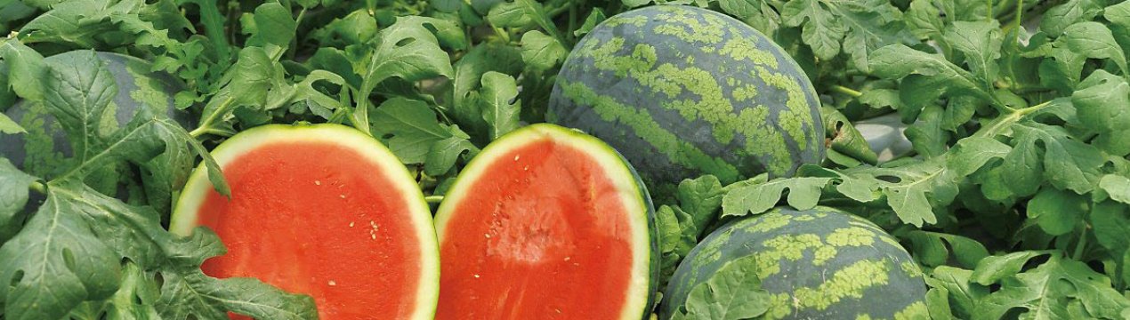 Технологія вирощування та догляду за кавунами