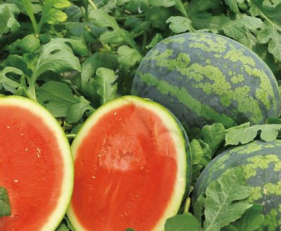 Технологія вирощування та догляду за кавунами