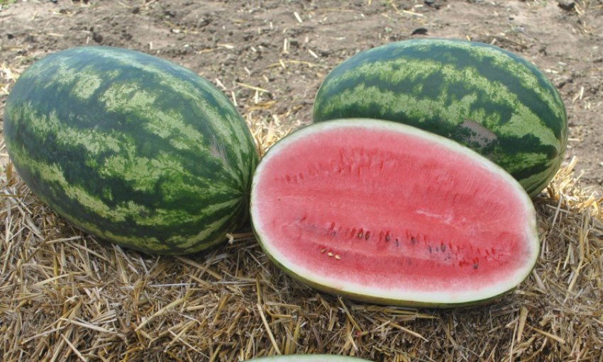 хорошие сорта арбузов для открытого грунта. семена арбуза турбо f1. семена арбузов для сибири для открытого грунта. арбуз фермер f1. арбузы сорт черри.