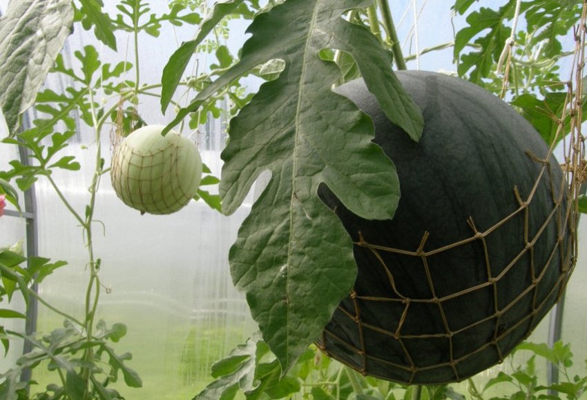 Принц Датський F1 Принц Датський F1