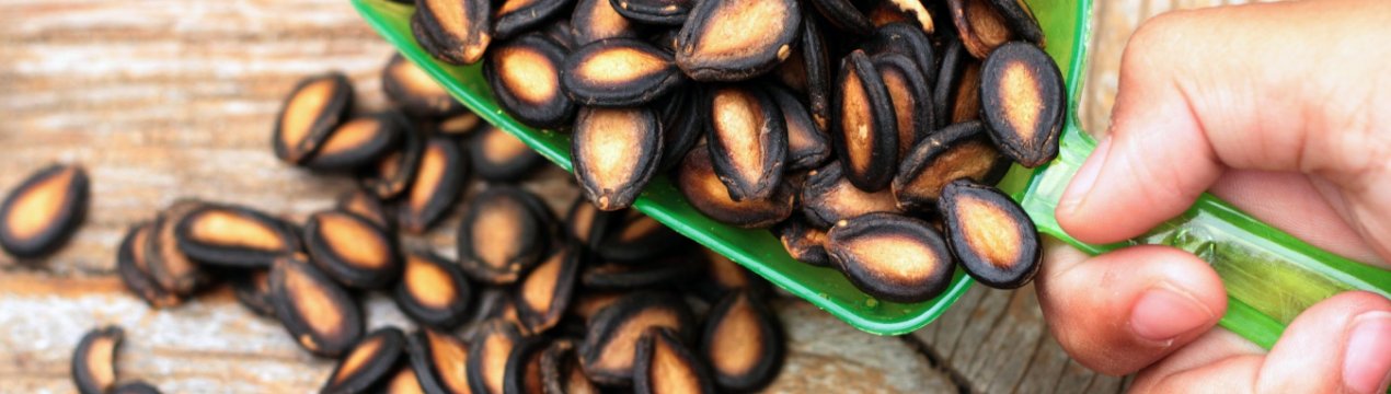 Чим корисні насіння кавуна?