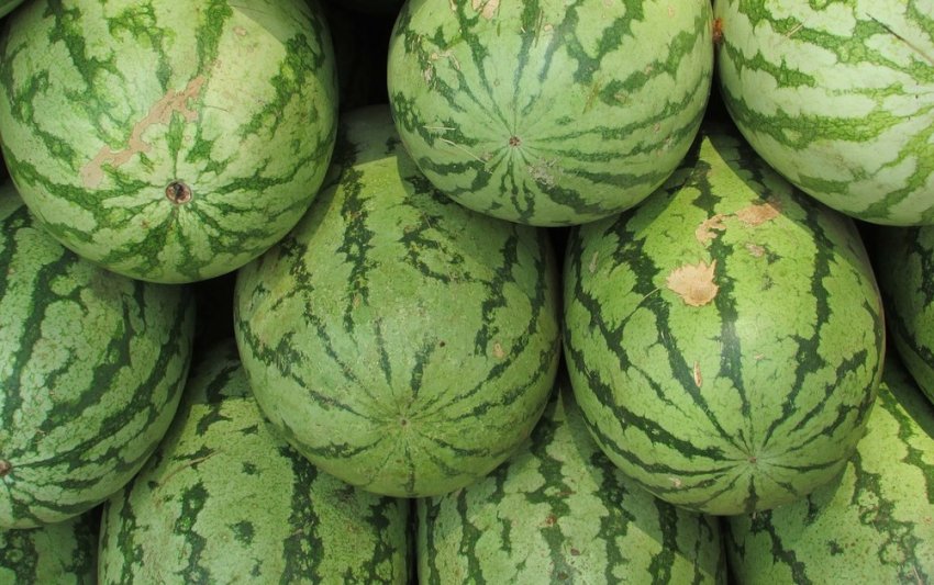 Кримлонг F1 Кримлонг F1