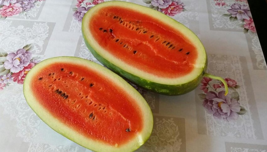 Смугаста торпеда F1 Смугаста торпеда F1