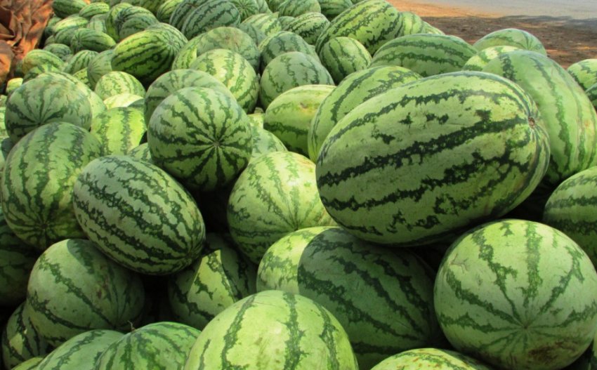 Бочка меду Бочка меду