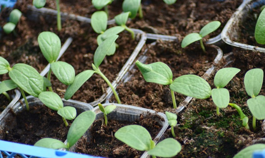 Ємність для розсади Ємність для розсади