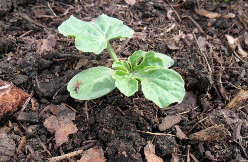 Висадка розсади в грунт Висадка розсади в грунт