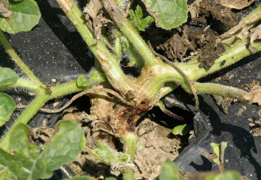 Фузаріоз Фузаріоз