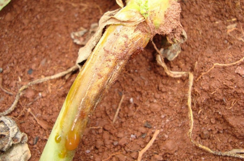 Коренева гниль Коренева гниль