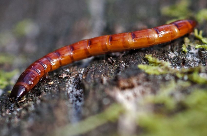 Дротянки Дротянки