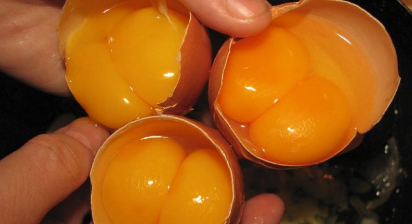 Двухжелтковые яйца