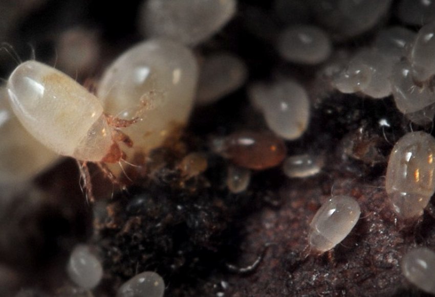 Цибулевий кліщ Цибулевий кліщ