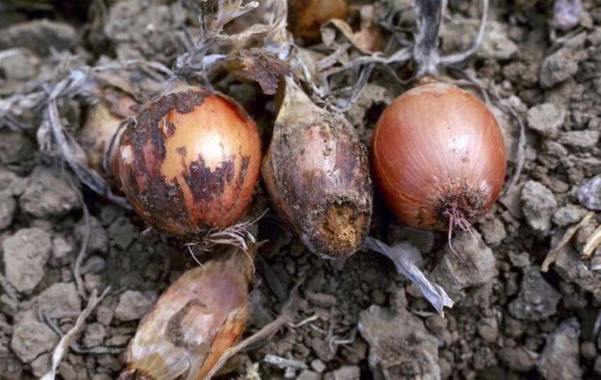 Сіра гниль Сіра гниль