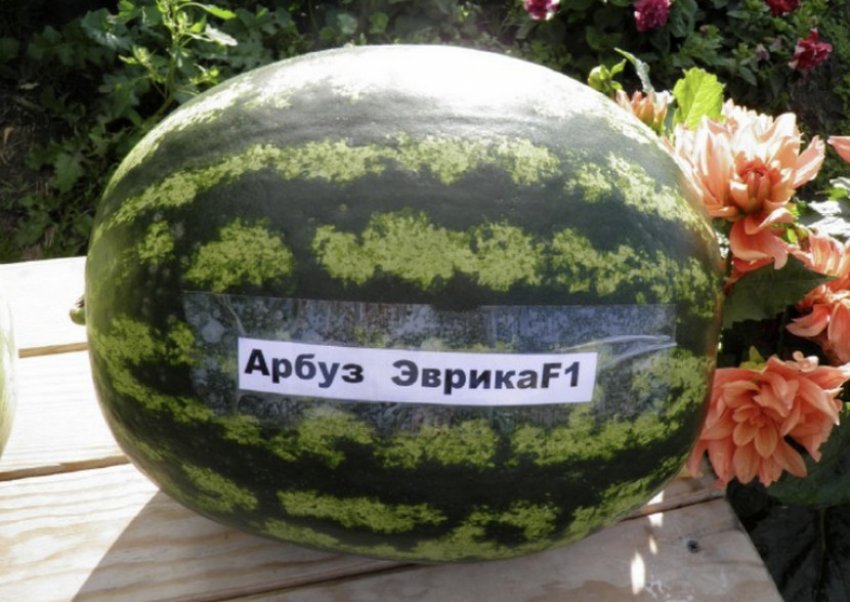 Еврика F1 Еврика F1