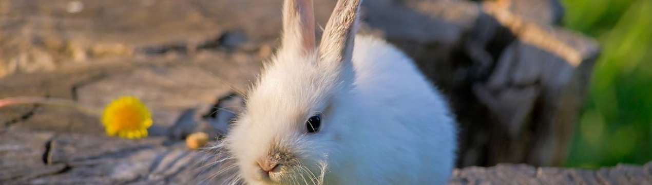 Штучне вигодовування кроленят без кролиці