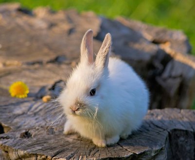Штучне вигодовування кроленят без кролиці