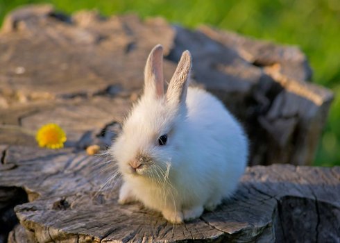 Штучне вигодовування кроленят без кролиці