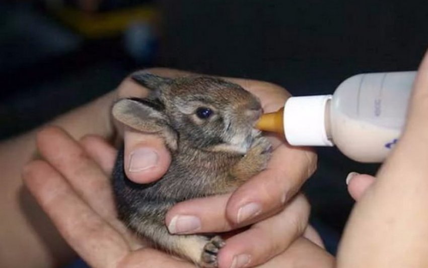 Что можно маленьким кроликам
