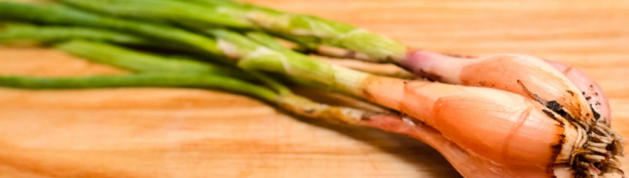 Особливості вирощування цибулі шалот