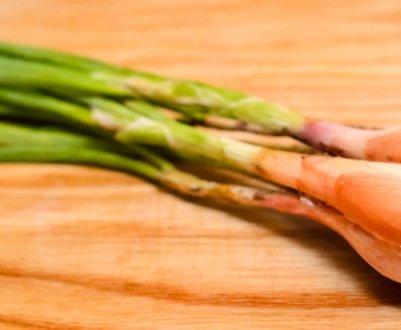 Особливості вирощування цибулі шалот