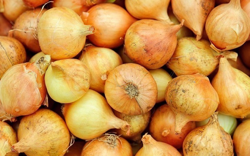 Цибулю-шалот спринт