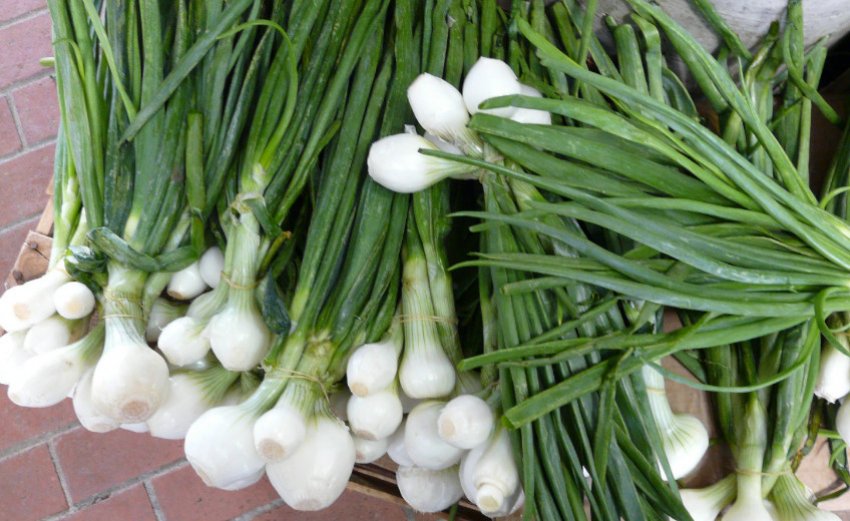 Цибулю-шалот Смарагд