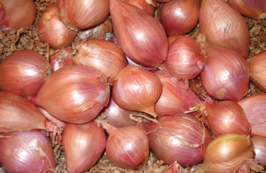 Цибулю-шалот Сімейний