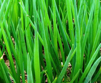 Особливості посадки цибулі-батуна у відкритий грунт