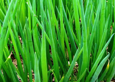 Особенности посадки лука-батуна в открытый грунт