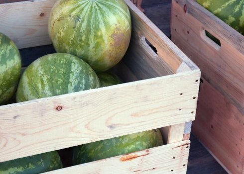 Особенности хранения арбузов в домашних условиях на зиму