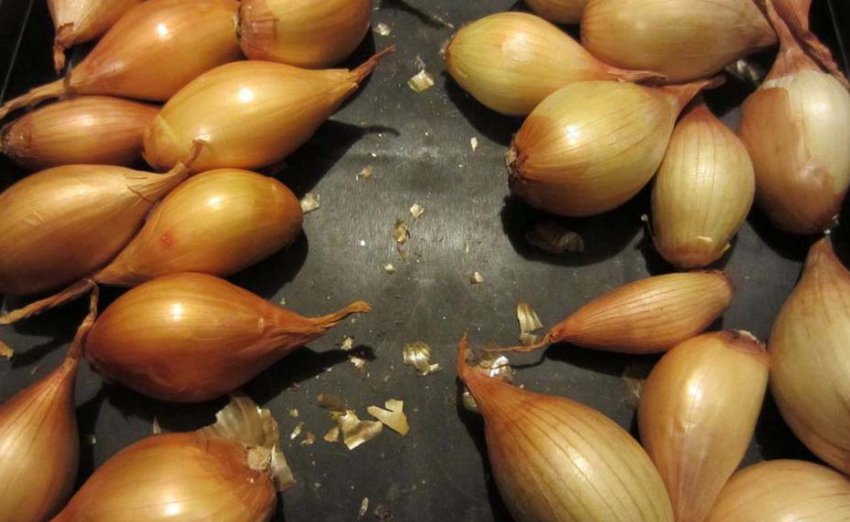 Цибулю-шалот Жар-птиця