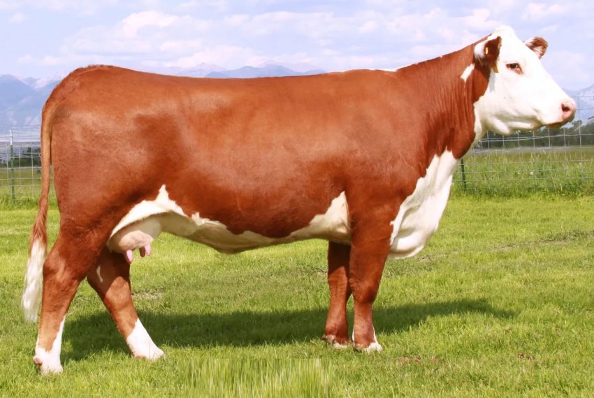 Герефордська порода корів