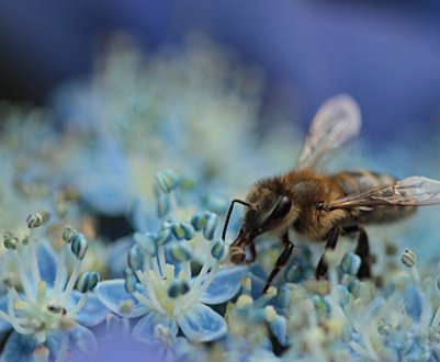 Чим харчуються медоносні бджоли у природі?