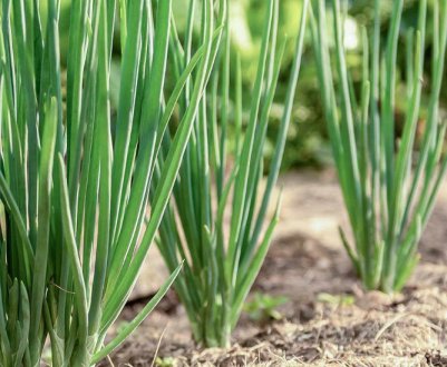 ТОП кращих сортів озимої цибулі для посадки на зелень