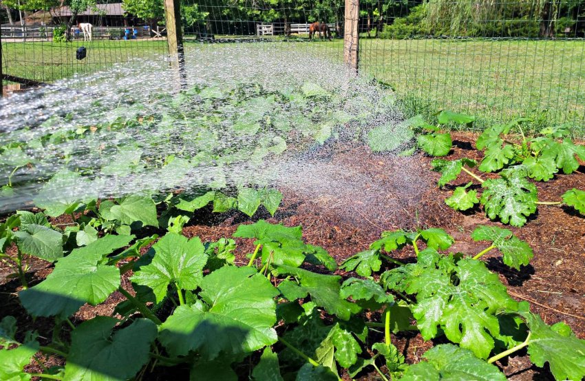 Полив і підгодівля Полив і підгодівля